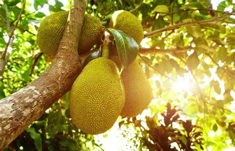 Where Does Jackfruit Come From