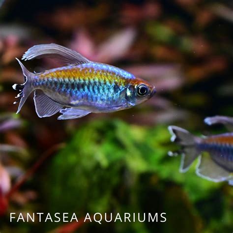 Types of Tetras | 8 of Our Favorites (With Pictures) - Maryland ...