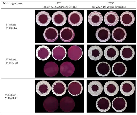 Antifungal Activity of Propyl-Propane-Thiosulfinate (PTS) and Propyl ...