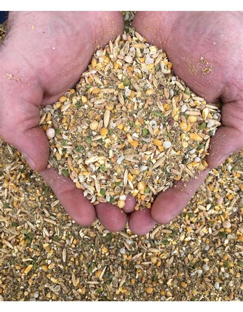 What Is The Best Feed To Feed Laying Hens at Linda Walker blog