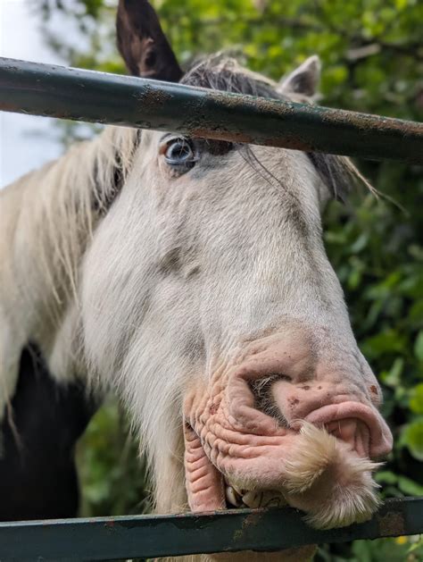 Horse with a moustache : r/mobilephotography