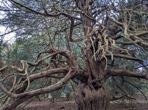 The Yew Tree Project - Surrey Hills National Landscape