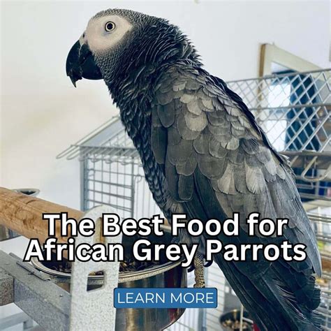 Best Nuts for African Grey Parrots - A Healthy Treat Guide