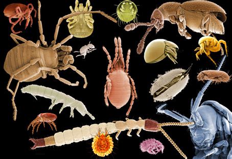 Biodiversity 的图像结果