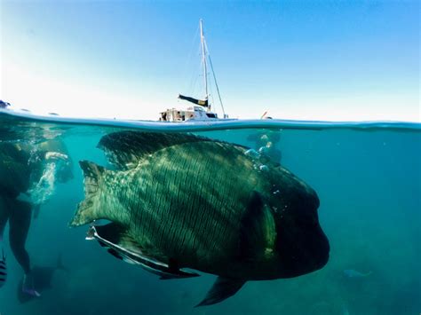 Image result for GoPro Fish Camera