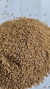 Mizna Bajra (5kg) - Unpolished Pearl Millet | Desi Bajra | Whole Grain ...