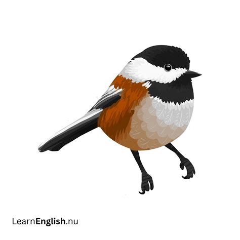 Bird Names in Spanish: 77 Birds in Spanish to English - learn spanish