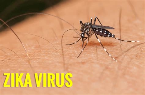 Symptoms of virus infection Zika ~ Knowledge Divider