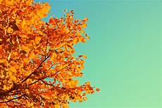 Fall Backgrounds Simple by Five Simple Ways To Celebrate The Autumn Equinox Molly Khan Fall Backgrounds Simple