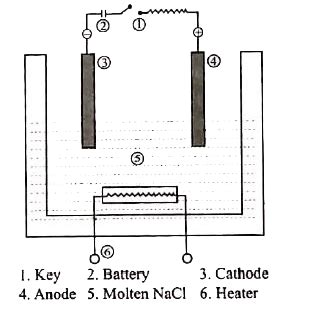 Describe the electrolysis of molten `NaCl` using inert electrodes.