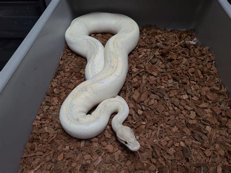 Highway Ball Python 的图像结果