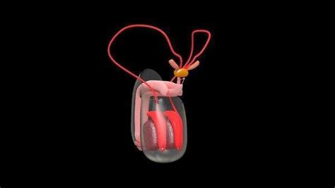 Image result for Male Reproductive System Animation