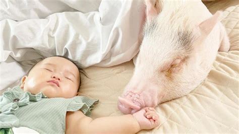 暖到融化！粉红猪当保母陪睡 网：女儿永不吃猪-环球大观-万维读者网（电脑版）