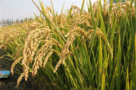 “宁麦35”（试验名称“宁1625”）小麦品种-江苏省技术产权交易市场平台