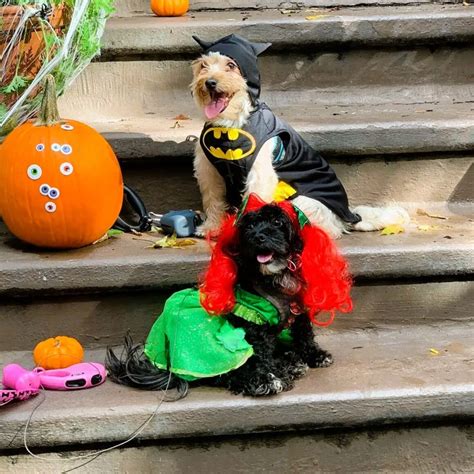 Best Pitbull Halloween Costumes for Your Dog.