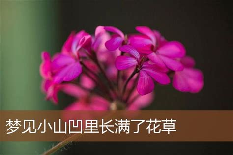 梦见小山凹里长满了花草_周公解梦梦到小山凹里长满了花草是什么意思_做梦梦见小山凹里长满了花草好不好_周公解梦官网