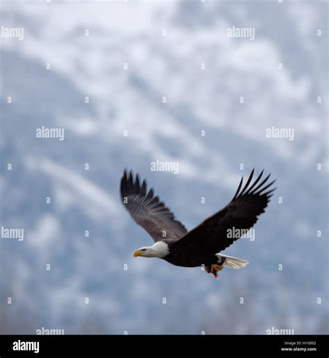 Bald eagle flying close up hi-res stock photography and images - Alamy