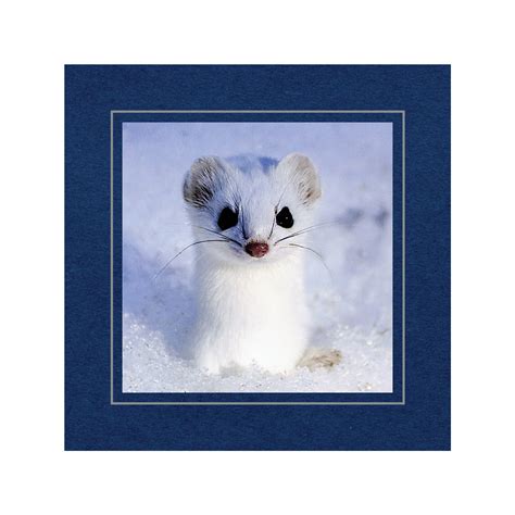 CC324 - Deep Blue, Square Window, Silver Border, Blank Back, set of 10 ...