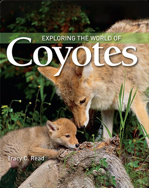 Exploring the World of Coyotes Book by Tracy C. Read | Epic