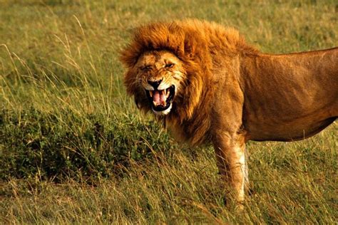 Image result for Lion Algorithm