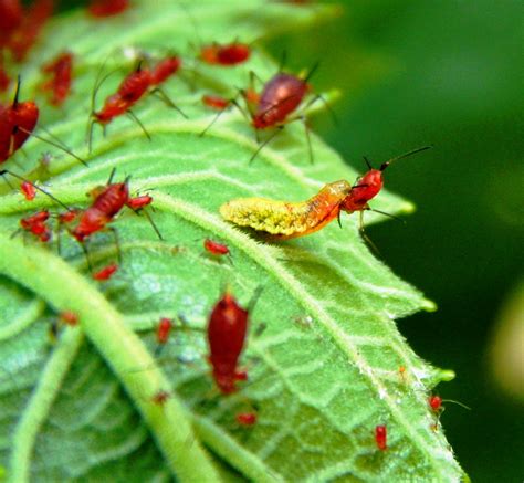 Does Aphids Fly