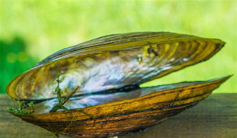 Mussels may be the answer to the world's water woes- The Week