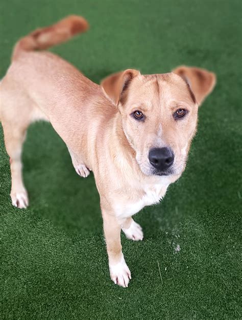 Truckee-Tahoe Humane Society Pet of the Week: Rosemary ...