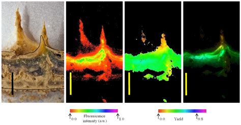 Biology | Special Issue : Polar Microbiology: Recent Advances and ...
