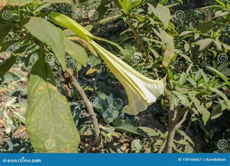 White Angel`s Trumpet on Green Natural Background. Datura Flowers is a ...