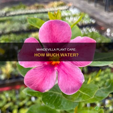 Mastering Water Requirements For Mandevilla Plants