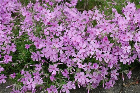 Phlox subulata cv.