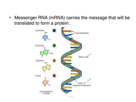 PPT - KEY CONCEPT Transcription converts a gene into a single-stranded RNA molecule. PowerPoint ...