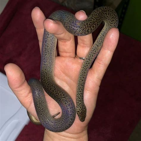 Image result for Granite Spotted Python