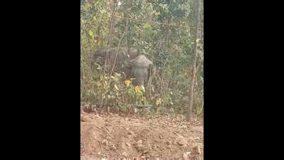 Elephant poaching: Forester, forest guard suspended in Dharmapuri ...