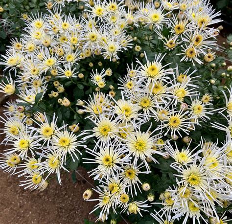 Vesuvio Mum – 3 Porch Farm