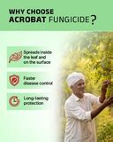 Buy Acrobat Fungicide (Dimethomorph 50% WP) | Downy Mildew & Late ...