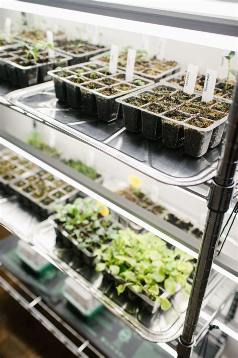 Easy Indoor Seed Starting Setup | The Rooted Farmhouse