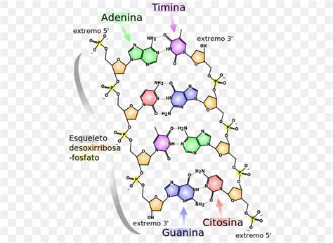 Image result for Nucleic Acid Structure