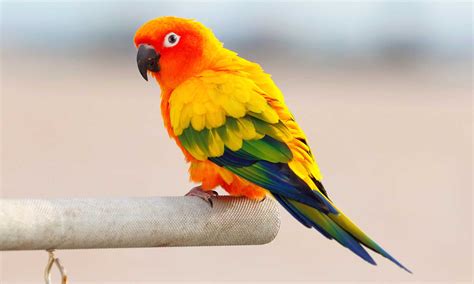 Image result for Conure Parrot Types
