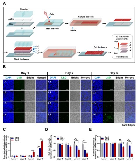 Multi-Layer Nanofibrous PCL Scaffold-Based Colon Cancer Cell Cultures ...