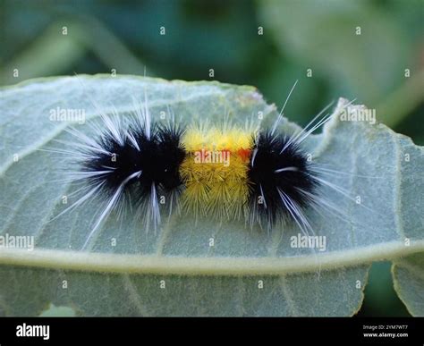 Spotted Tussock Moth (Lophocampa maculata Stock Photo - Alamy