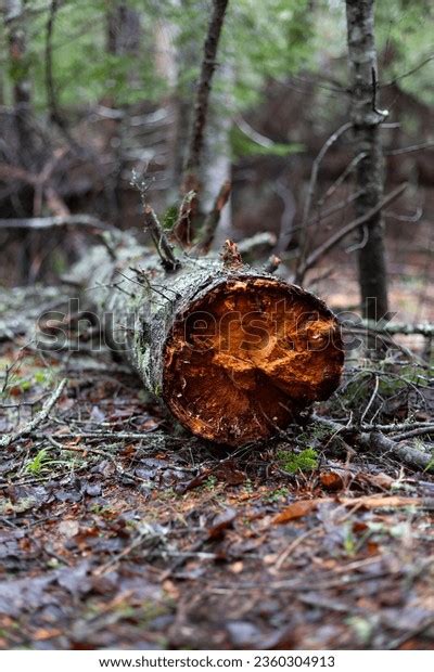 Image result for Old Fallen Tree Trunk