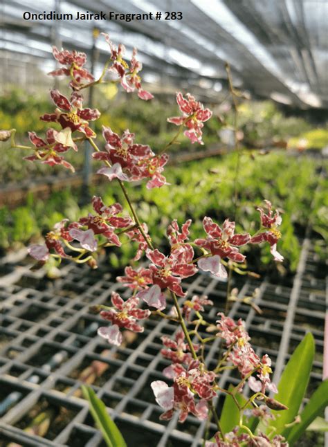 Oncidium Jairak Fragrant # 283 | Agribizz
