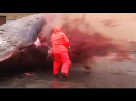 Image result for Sperm Whale Exploding