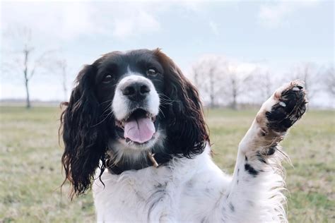 Are Dogs Left or Right Pawed? – Canine Culture