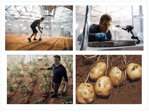 土豆种植技术和管理 ,土豆的种植方法和管理技术？ - 朵拉利品网
