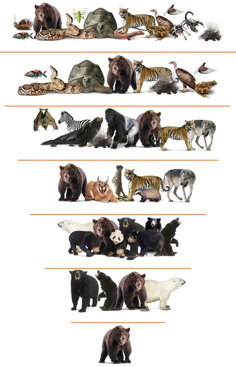 Examples Of Animals In The Animal Kingdom at Holly Brough blog