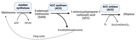 The Ethylene Biosynthetic Enzymes, 1-Aminocyclopropane-1-Carboxylate ...