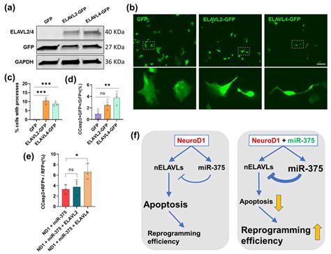 Image result for Astrocyte Neuron Reprogramming