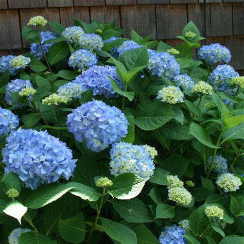 Coastal Gardening: Shade-Loving Plants for the Sea Coast ⋆ North Coast ...